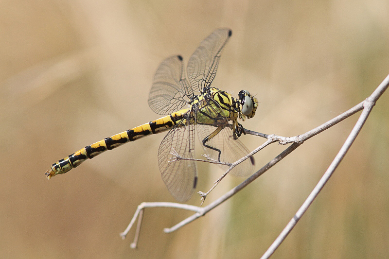 J14_1299 Onychogomphus forcipatus.JPG